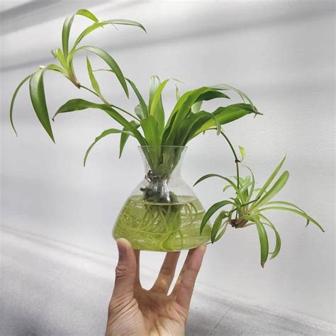 水培 植物|水培新手养护指南！探索30种适合初学者的水培植物，打造绿色天堂